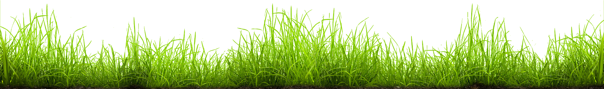 Lawn care services in West Pasco County, Florida