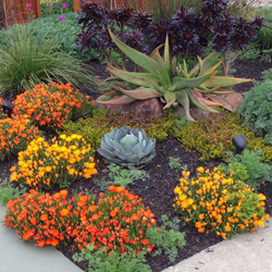 Landscape Maintenance sm